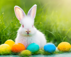 A white rabbit sits in the grass behinds a selection of coloured eggs.