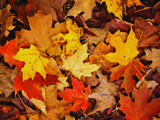 Feuilles d'érable d'automne multicolores.