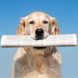 A golden retriever with a folded newspaper in his mouth.