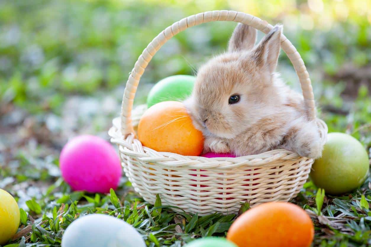 Un petit lapin dans un panier rempli de cocos de Pâques.
