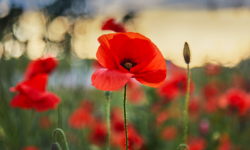 A field of poppies.