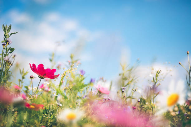 printemps et les fleurs