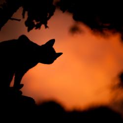 silhouette de chat noir contre un coucher de soleil orange